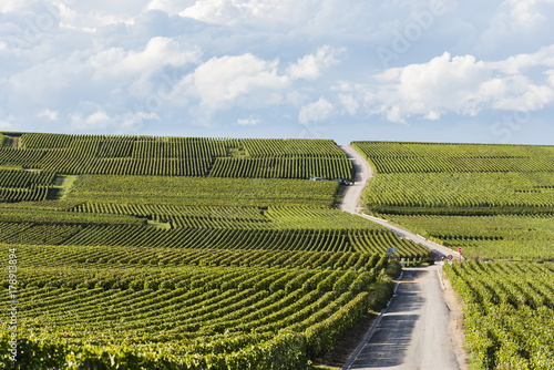 Vineyards Champagne with Road Verzy photo