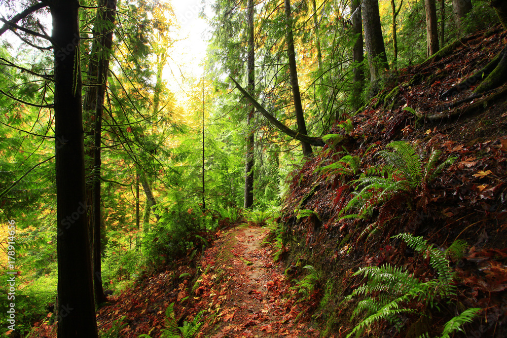 Obraz premium a picture of an Pacific Northwest forest trail
