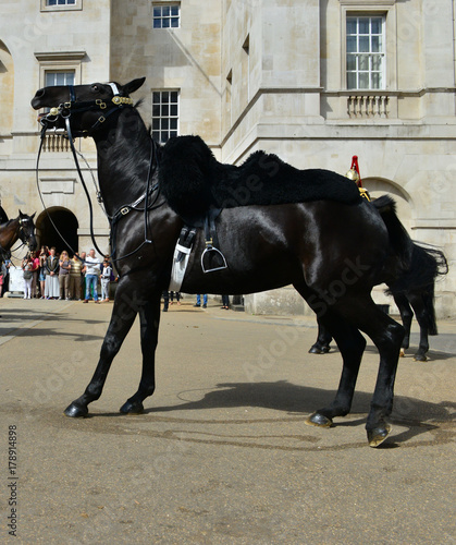 An angry frightened horse.