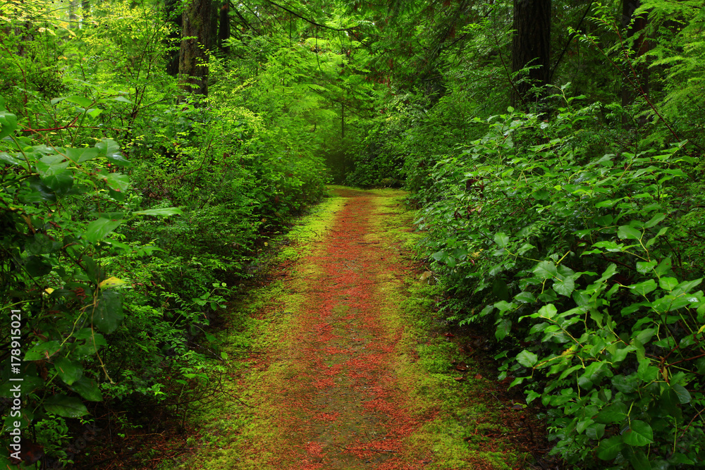 a picture of an Pacific Northwest forest trail a picture of an Pacific Northwest forest trail
