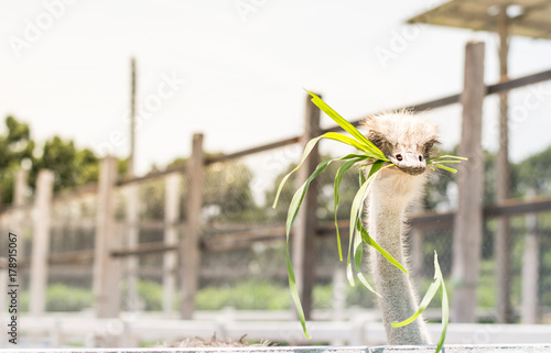 hungry ostrich face close up backgrounds photo