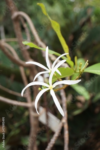 Wallpaper Mural spider frangipani flower in nature garden Torontodigital.ca
