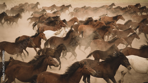 Valokuva Horses run gallop in dust