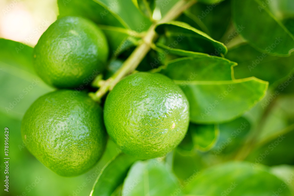limes  green lemons on tree
