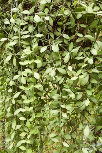 fresh green Dischidia nummularia leaves in nature garden