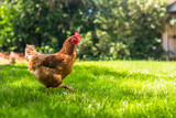 Hen or chicken running free range