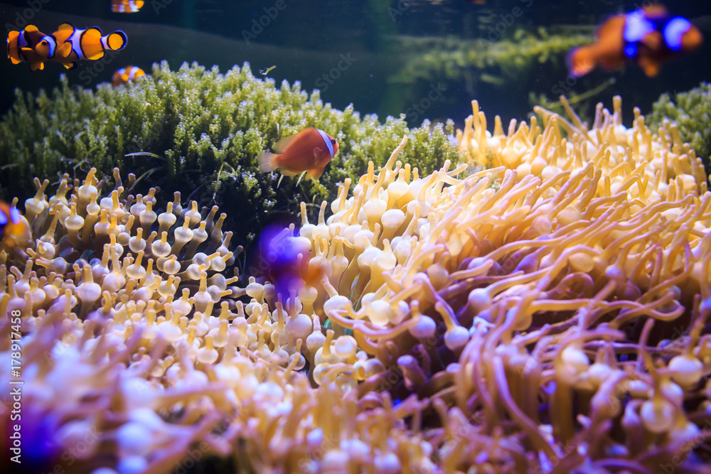 Anemone with clownfish, Thailand underwater Anemone with clownfish, Thailand underwater