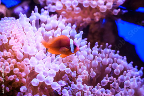 Canvas Print Amphiprion (Western clownfish (Ocellaris Clownfish, False Percula Clownfish)) is in anemone
