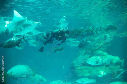 Fish in Aquarium