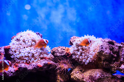 Amphiprion  Western clownfish  Ocellaris Clownfish  False Percula Clownfish   is in anemone. Thailand.