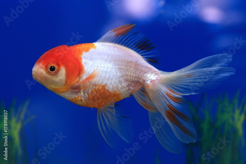 Carassius gibelio forma auratus. Colorful aquarium fish