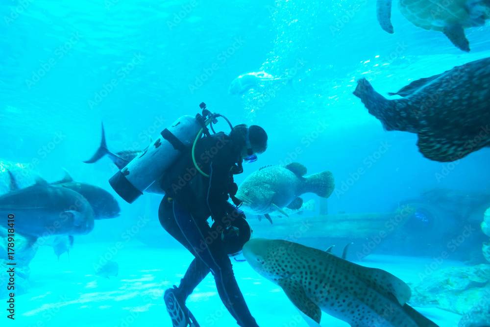 Fototapeta premium Fish in Aquarium