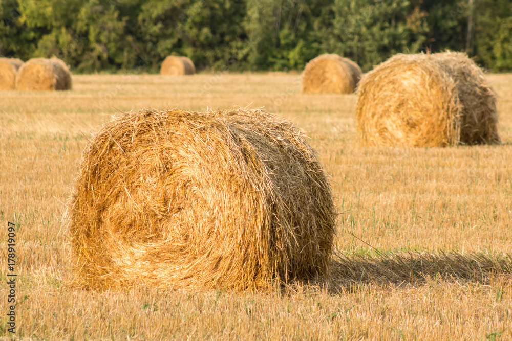 Golden haystack of wheat on a sloping field Golden haystack of wheat on a sloping field