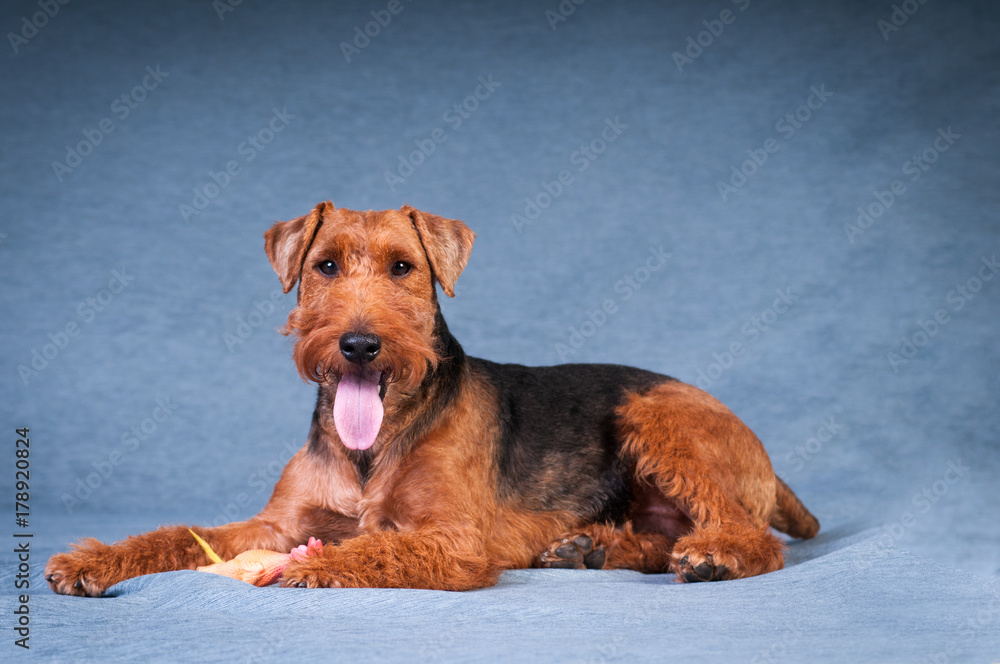 Welsh terrier at studio Welsh terrier at studio