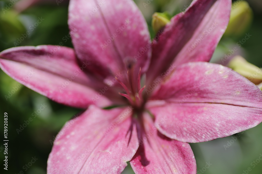 Flower macro Flower macro