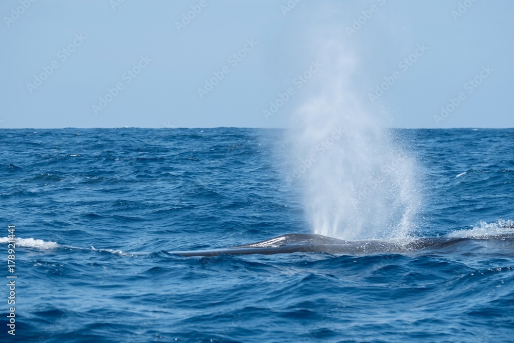 Fin whale surfacing near Pico Island 