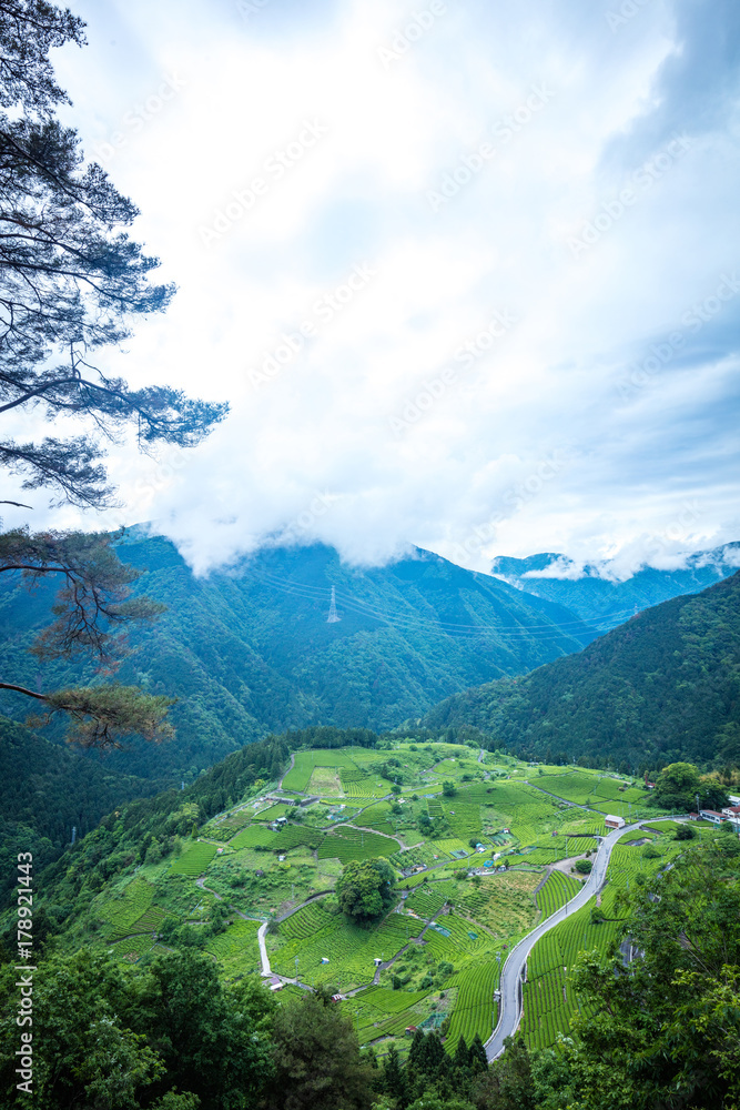 Naklejka premium 天空の茶畑（岐阜のマチュピチュ）