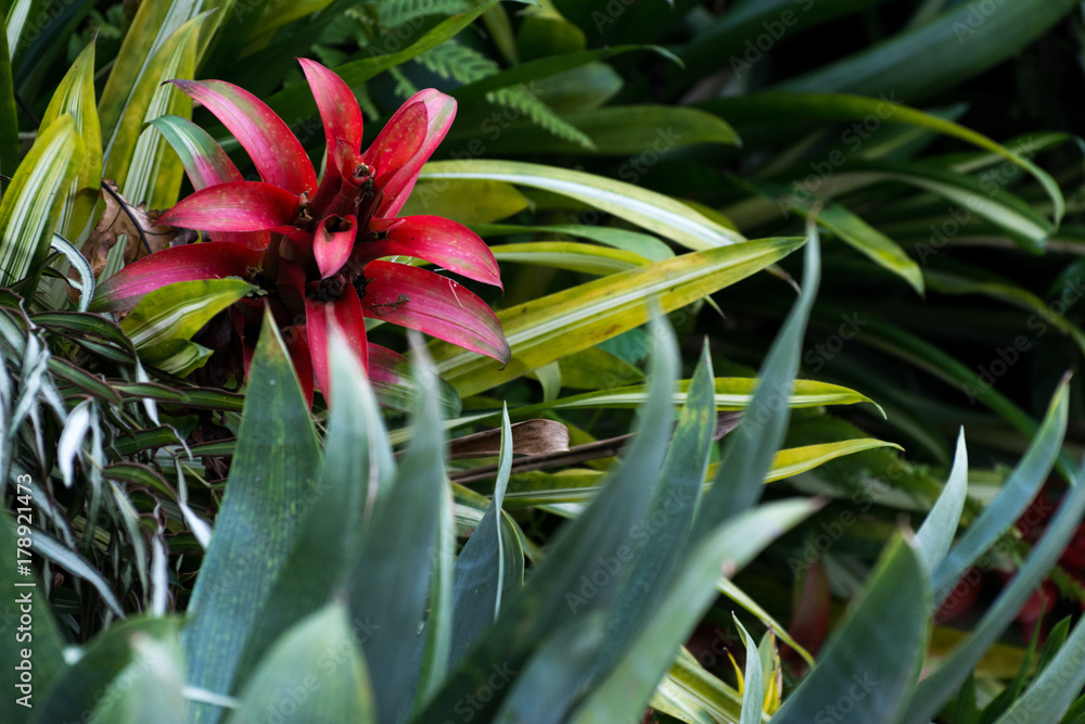 Blooming bromelia flower. Close view of red bromelia flower. Tropical flower on a background of green leaves Blooming bromelia flower. Close view of red bromelia flower. Tropical flower on a background of green leaves
