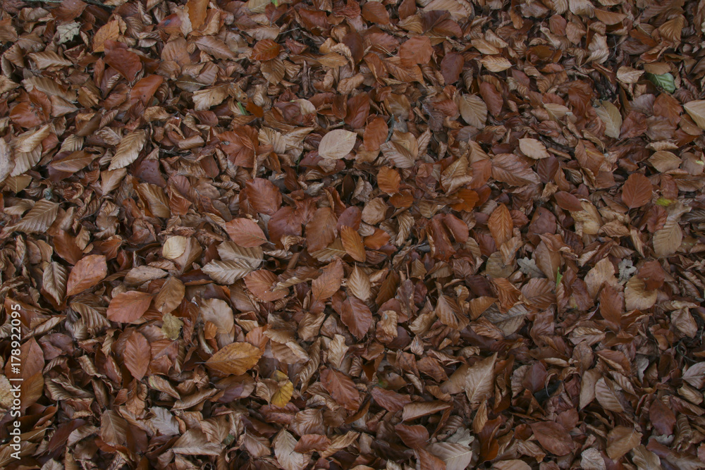 brown Foliage for background