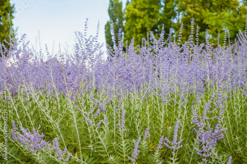 Beautiful lavender plant