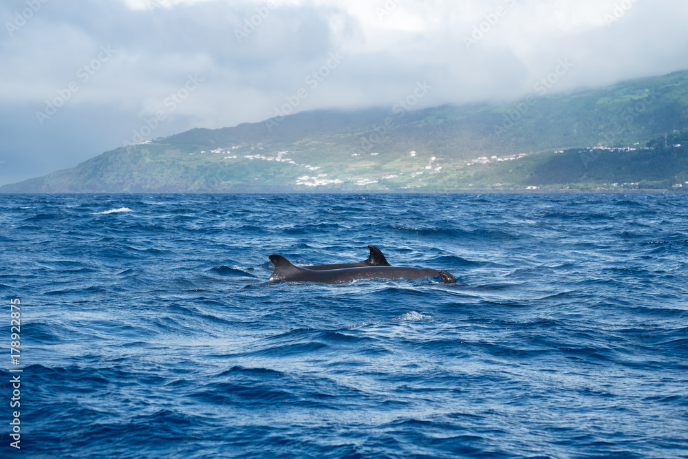 Fototapeta premium False killer whales 