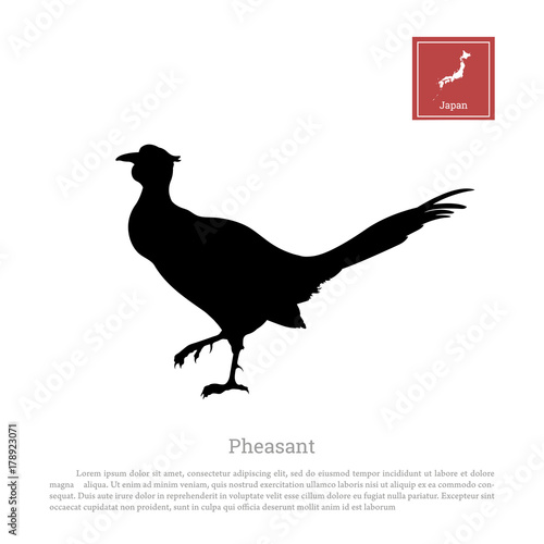 Black silhouette of a japanese green pheasant on white background. Phasianus versicolor. Bird image. Animals of Japan