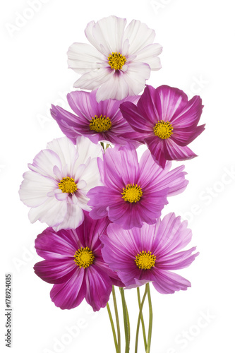 cosmos flower isolated © _Vilor