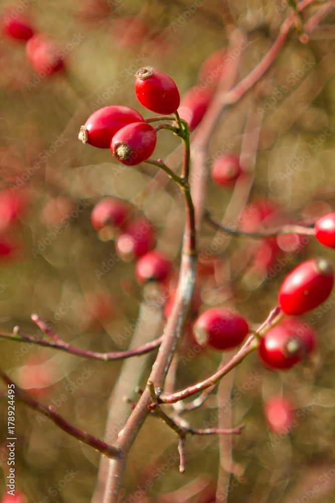 Rose hip tea, photo for red abstract background with healthy nutrition. Rose hip tea, photo for red abstract background with healthy nutrition.
