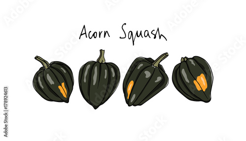 Hand drawn winter squash