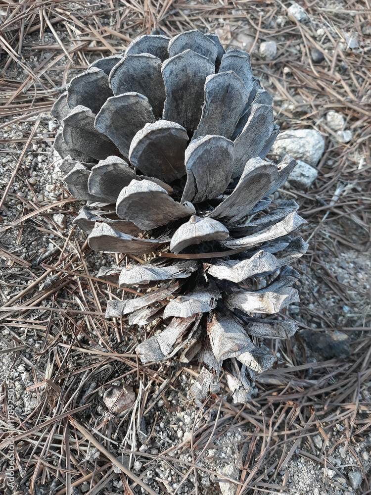 Piña de pino foto de Stock | Adobe Stock