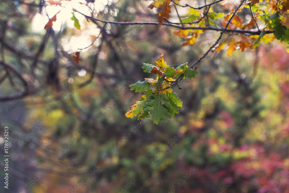 branch of an oak tree with an acorn on a background of colorful autumn trees, a natural forest picture branch of an oak tree with an acorn on a background of colorful autumn trees, a natural forest picture