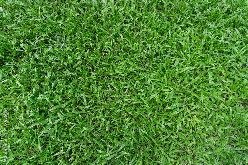 Green grass texture and background Green grass texture and background