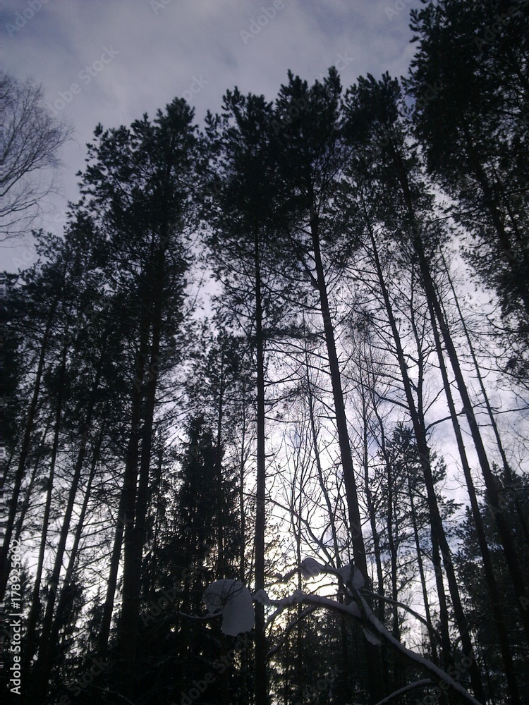 Mysterious winter. (The Vast Russia! Sergey, Bryansk.) Mysterious winter. (The Vast Russia! Sergey, Bryansk.)