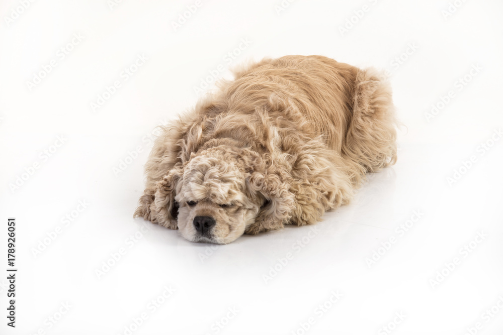 Fototapeta premium American Cocker Spaniel