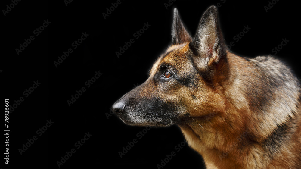 Portrait of a dog, German Shepherd
