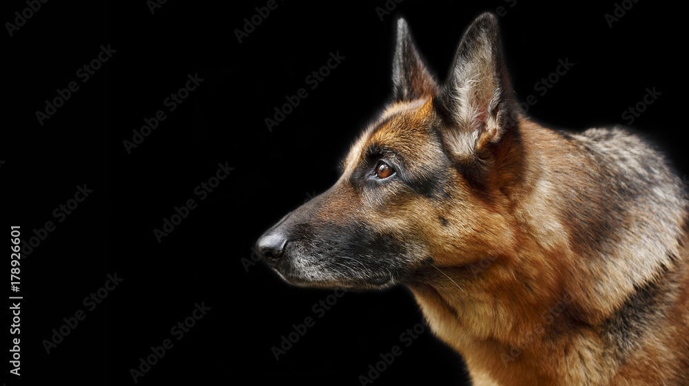 Portrait of a dog, German Shepherd Portrait of a dog, German Shepherd