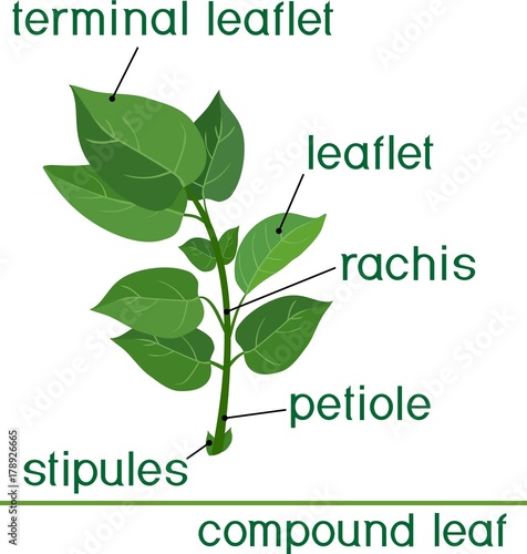 Structure of compound plant leaf with title