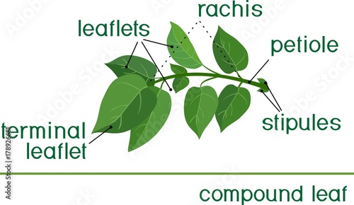 Structure of compound plant leaf with title photo