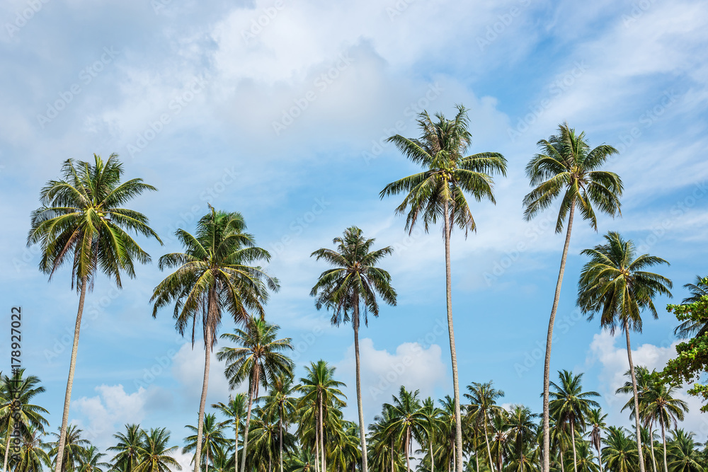 coconuts palm tree