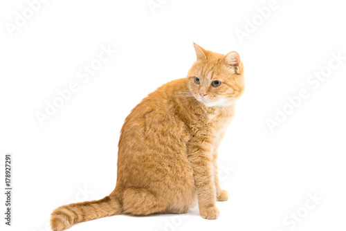 Scottish red cat isolated