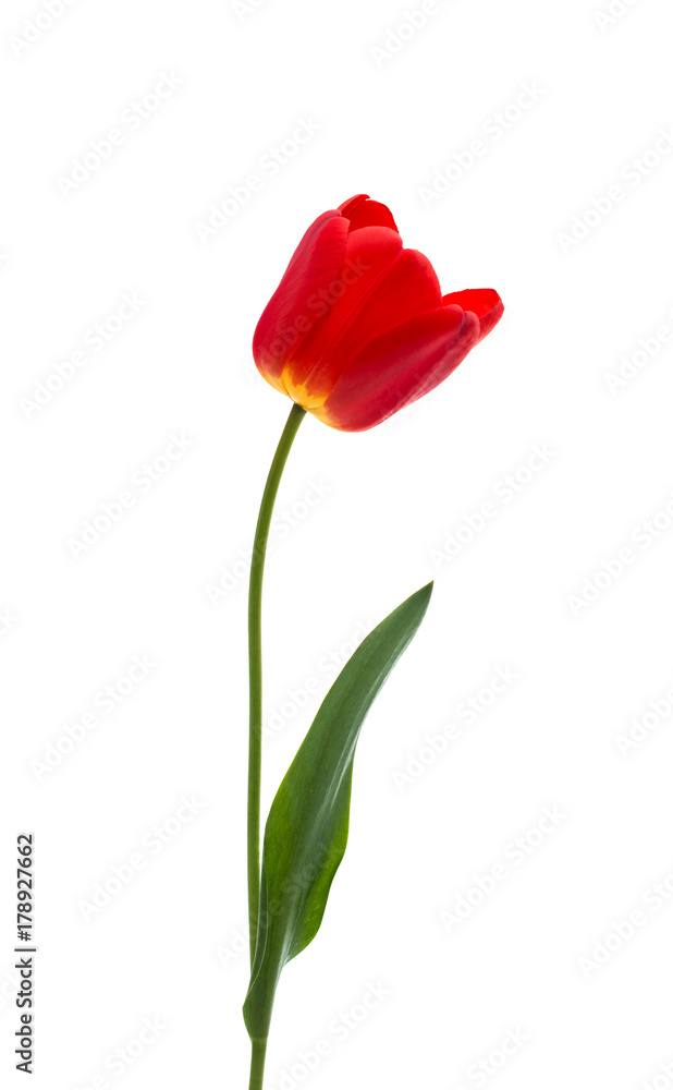 red tulip isolated