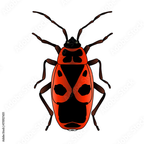 Pyrrhocoris apterus. beetle. Bug-soldier. Sketch of beetle. beetle isolated on white background. beetle Design for coloring book. hand-drawn beetle.