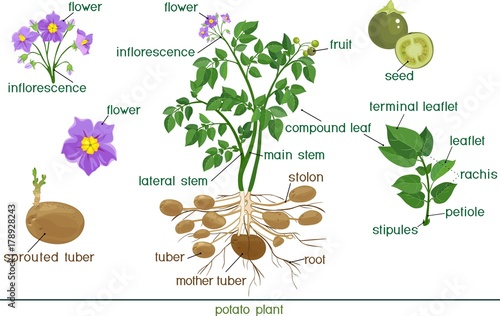Parts of plant. Morphology of potato plant with title