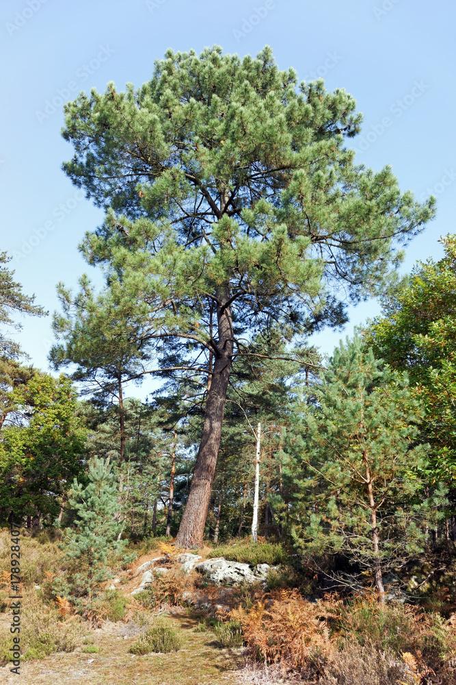 Fototapeta premium Chaos rocheux des gorges du Houx en forêt de Fontainebleau