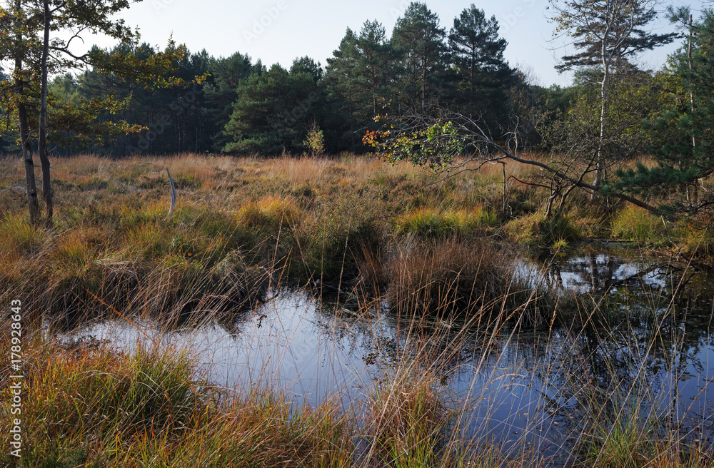Mare de l'Occident en forêt de Fontainebleau