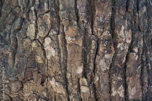 The Bark tree image close up in the wood