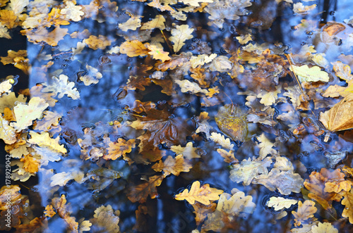 Fallen oak leaves floating on the water.Autumn concept.Fall season background.Selective focus.