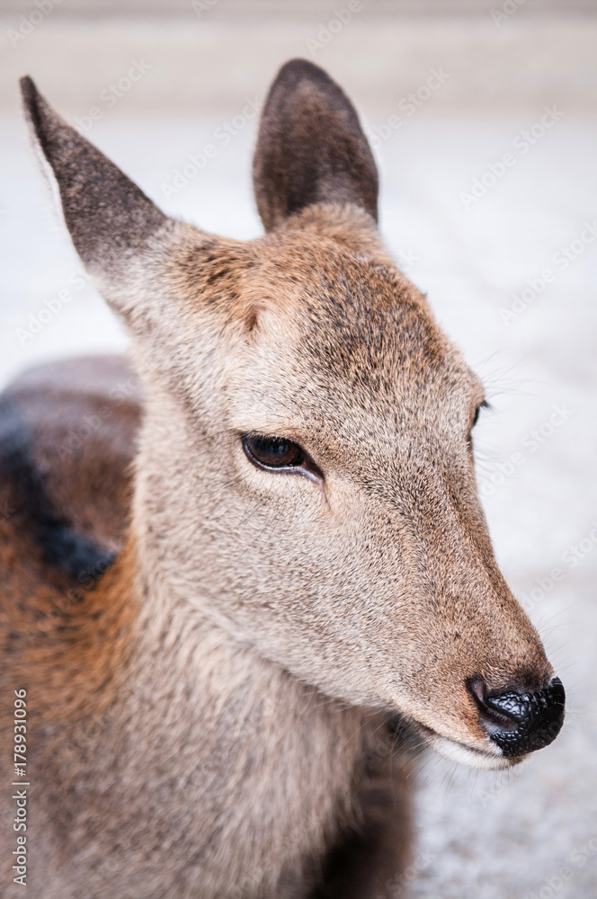 Close up shot of deer in Nara, Japan Close up shot of deer in Nara, Japan