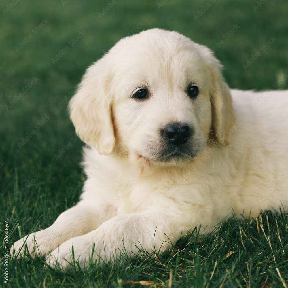 Puppy Golden Retriever pup rests on nature Puppy Golden Retriever pup rests on nature