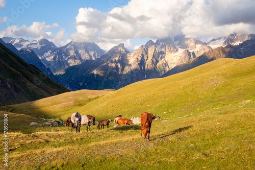 Mountain landscape with wild horses in Svaneti national park, Georgia © Martin M303
